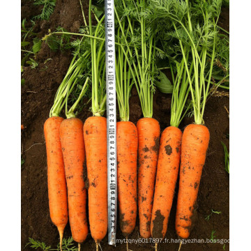 HCA07 Loko de 22 à 24 cm de longueur, graines de carotte Op dans les graines de légumes